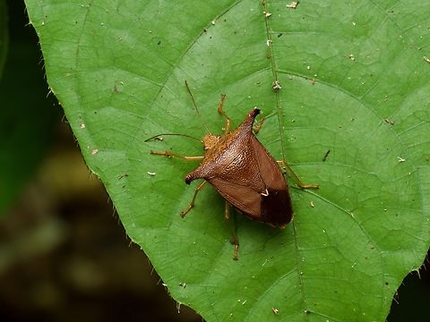 A stylish shield bug (Taurocerus achilles) on a leaf at night  Geotagged,Peru,Summer,Taurocerus achilles