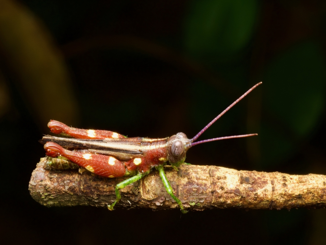 A colorful Syntomacris guttulosa grasshopper This grasshopper looks like it was colored by a hyperactive child with a box of crayons Geotagged,Peru,Summer,Syntomacris guttulosa