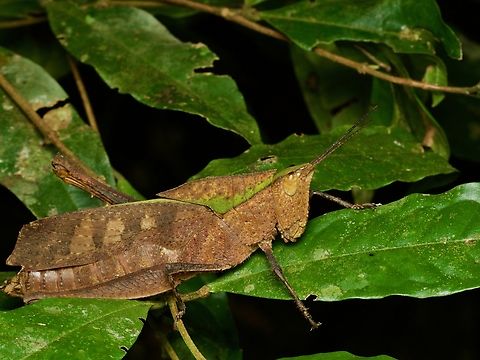 A large brown-and-green grasshopper (Colpolopha latipennis) in foliage at night  Colpolopha latipennis,Geotagged,Peru,Summer