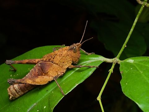 A large flightless grasshopper (Colpolopha biloba) on a leaf at night I am told that the heart-shaped degenerate wing is diagnostic for this species. Colpolopha biloba,Geotagged,Peru,Summer