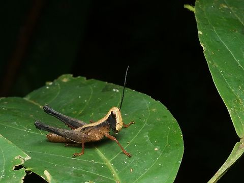A distinctively marked grasshopper (Maculiparia rotundata) from the Amazon basin This li'l one is a nymph. Adults have full wings. Geotagged,Maculiparia rotundata,Peru,Summer