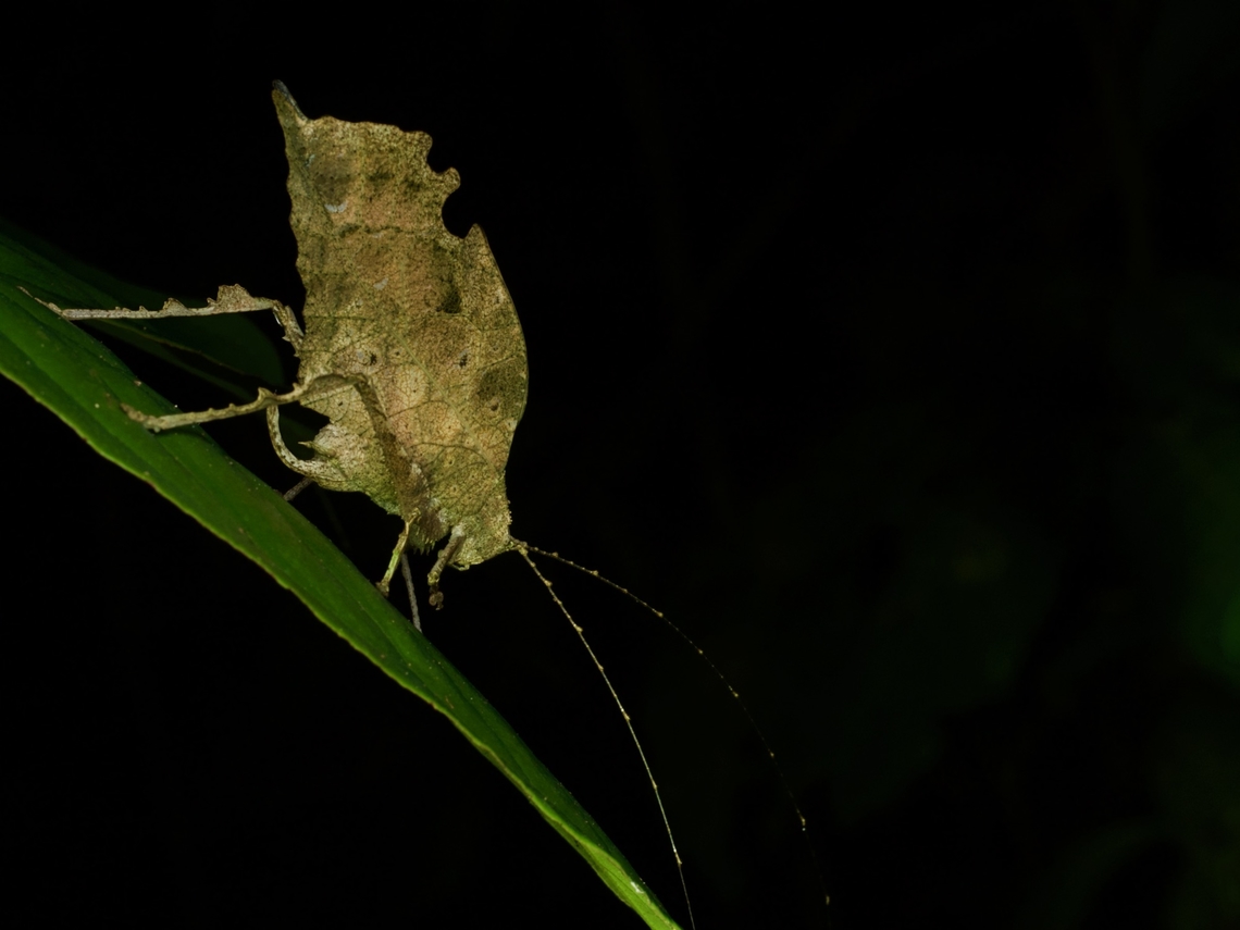 A leaf-mimic katydid (Typophyllum bolivari) from the Amazon basin This species can be distinguished from other Typophyllum species by the exact pattern of the leaf-like bits on its hind legs. Geotagged,Peru,Summer,Typophyllum bolivari