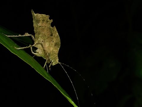 A leaf-mimic katydid (Typophyllum bolivari) from the Amazon basin This species can be distinguished from other Typophyllum species by the exact pattern of the leaf-like bits on its hind legs. Geotagged,Peru,Summer,Typophyllum bolivari