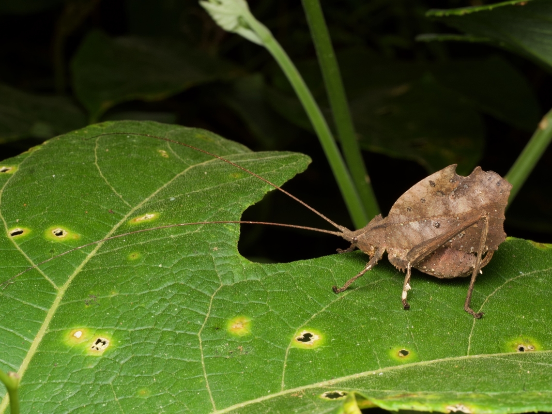 Another leaf-mimic katydid (Typophyllum morrisi) from the Amazon basin These things are crazy! Geotagged,Peru,Summer,Typophyllum morrisi