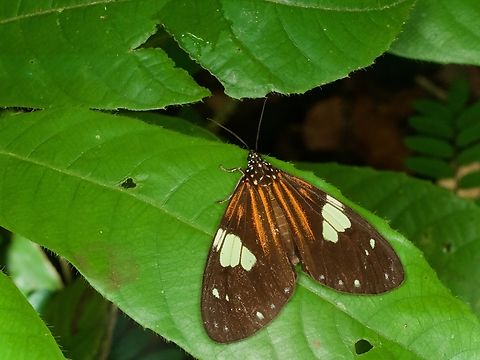 A moth, Chetone ithrana, resting on a leaf at night The head and thorax of these moths look to me like those of Danaus plexippus, the Monarch butterfly known for its long-distance migrations. But they are not at all related. Chetone ithrana,Geotagged,Peru,Summer