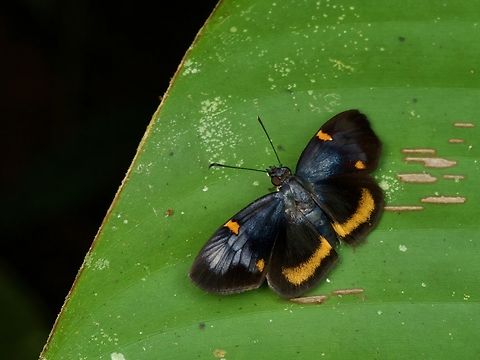 A colorful skipper (Charidia lucaria) on a leaf at night  Charidia lucaria,Geotagged,Peru,Summer