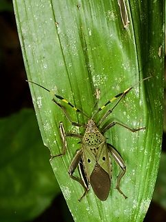 Green on green, with some yellow-and-black warning tape (Molchina hopei)  Geotagged,Molchina hopei,Peru,Summer