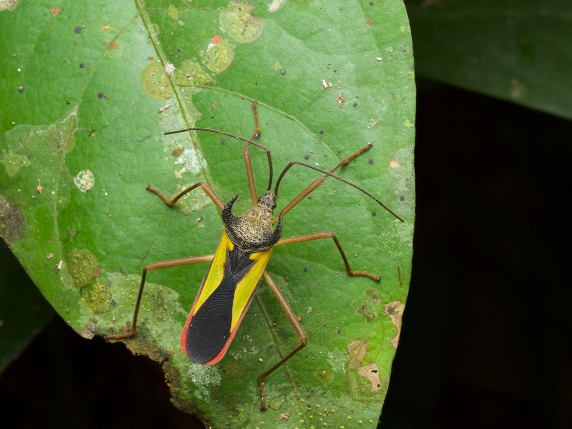 Euagona juno, a distinctive "true bug" from Peru Some people call these "bull's horn bugs", but I think that refers to more than one species, so I didn't include it as the species common name. Euagona juno,Geotagged,Peru,Summer