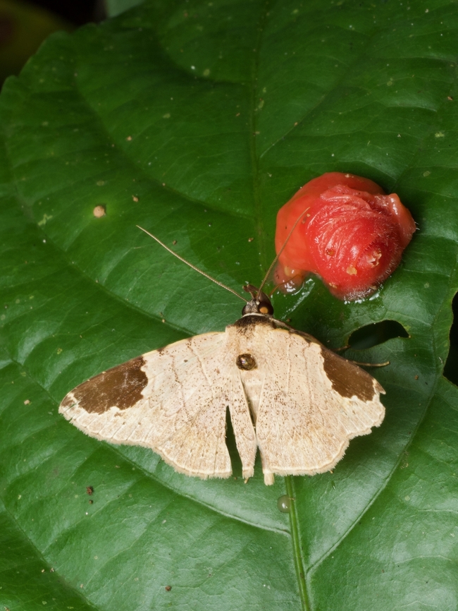 A moth (Antiblemma linens) feeding on red fruit  Antiblemma linens,Geotagged,Peru,Summer