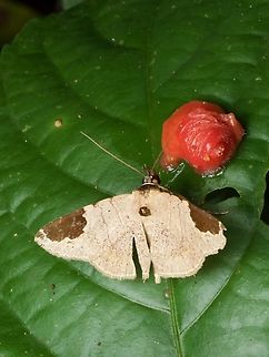 A moth (Antiblemma linens) feeding on red fruit  Antiblemma linens,Geotagged,Peru,Summer
