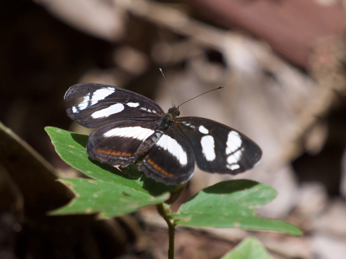 Nauplius Crescent (Eresia nauplius) This picture isn't very good, but at least the species is new for JungleDragon. Ferdy, I hope you are happy : ) Eresia nauplius,Geotagged,Peru,Summer