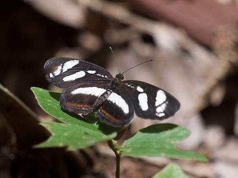 Nauplius Crescent (Eresia nauplius) This picture isn't very good, but at least the species is new for JungleDragon. Ferdy, I hope you are happy : ) Eresia nauplius,Geotagged,Peru,Summer