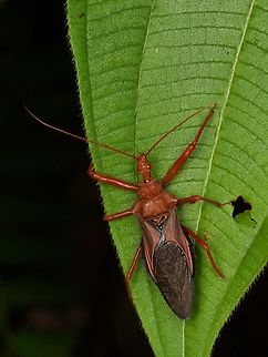 A big red assassin bug (Erbessus grossus) on a leaf at night  Erbessus grossus,Geotagged,Peru,Summer