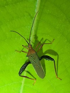 A flag-footed bug (Petalops virago) on a leaf at night My what big hind legs you have, grandma! Geotagged,Peru,Petalops virago,Summer