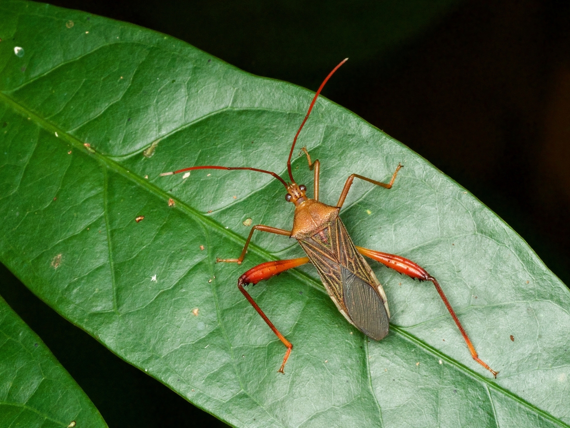 Petalops jactatus, a flag-footed bug on a leaf at night This species was described in June 2021. As mentioned on iNaturalist ( <a href="https://www.inaturalist.org/observations/106359136" rel="nofollow">https://www.inaturalist.org/observations/106359136</a> ), this might be the first known occurrence outside of Ecuador. Geotagged,Peru,Petalops jactatus,Summer