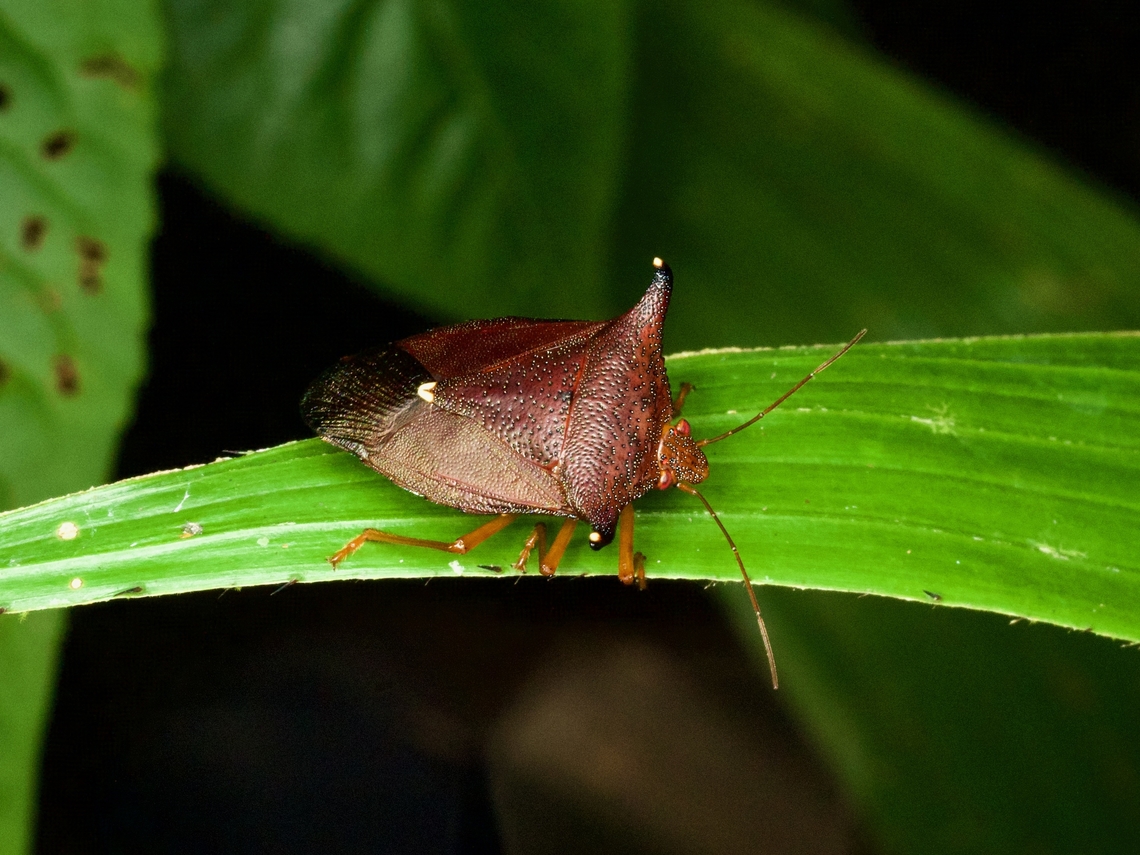 A shield bug, Taurocerus edessoides, on a frond at night Some important things to know about Taurocerus include: "Jugae shorter than clypeus", "Rostrum reaching third to fourth abdominal sternite", and "Anterior half of pronotum strongly declivent". There will be a short quiz at the end of class. Geotagged,Peru,Summer,Taurocerus edessoides