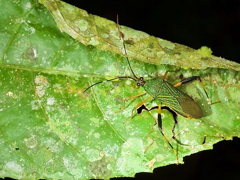 A flag-footed bug, Petalops azureus, on a leaf at night That leaf sure seems like it has seen better days. Geotagged,Peru,Petalops azureus,Summer