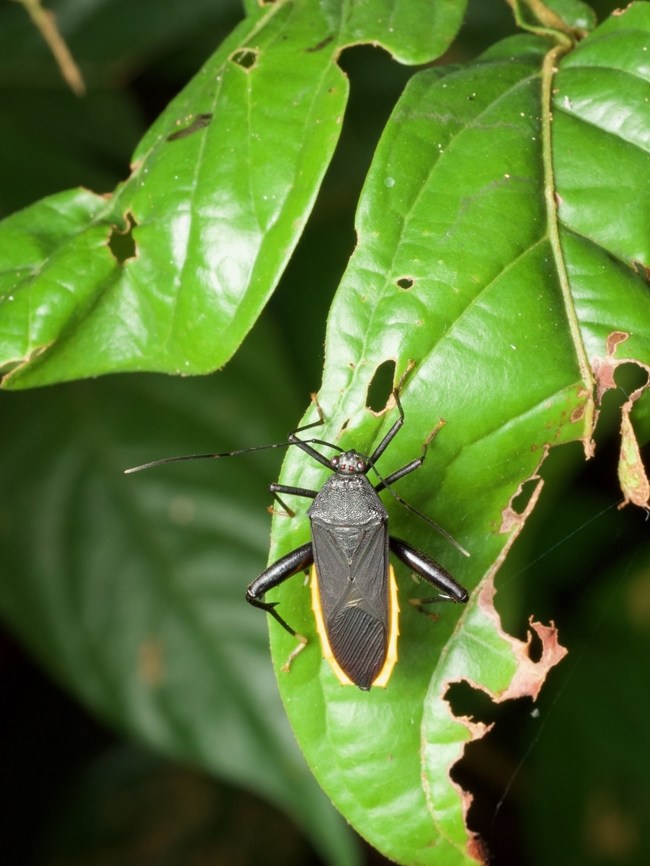 Yet another flag-footed bug, Nematopus indus, on a leaf at night How many different flag-footed bugs can there be on leaves at night in the same reserve? I don&#039;t know, but quite a few. Geotagged,Nematopus indus,Peru,Summer