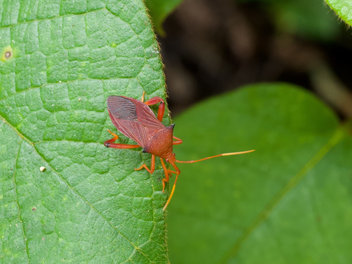 Still yet another flag-footed bug, Melucha gladiator, on a leaf But this one is on a leaf during the day, so it's totally different from all those other ones. Plus it has shiny orange antennal segments! I think I'm getting a little punchy uploading so many pictures of flag-footed bugs. Geotagged,Melucha gladiator,Peru,Summer