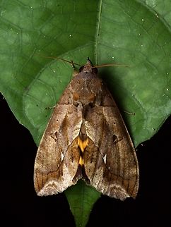 A fruit-piercing moth, Eudocima procus, giving us a hint of its beautiful hind wings Eudocima moths do in fact pierce fruit and feed on their juices. Unfortunately for some crops, fungi and bacteria sometimes then penetrate the holes left behind, causing crop damage. Eudocima procus,Geotagged,Peru,Summer