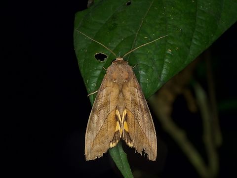 A fruit-piercing moth, Eudocima anguina, that has seen better days I hope it overcomes its hind wing damage to pierce many more fruits. Eudocima anguina,Geotagged,Peru,Summer