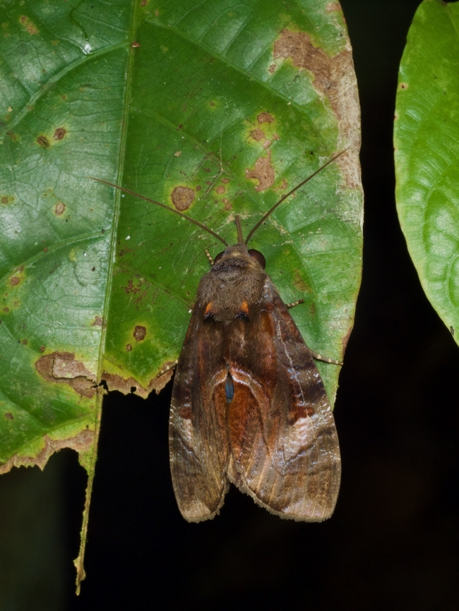 Ferenta stolliana resting on a half-eaten leaf at night  Ferenta stolliana,Geotagged,Peru,Summer