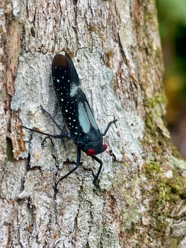 A Red-dotted Planthopper (Lystra lanata) perched on a trunk Until Ferdy pointed it out in a comment in this observation:<br />
<figure class="photo"><a href="https://www.jungledragon.com/image/129758/a_planthopper_lystra_pulverulenta_showing_off_its_waxy_filaments.html" title="A planthopper (Lystra pulverulenta) showing off its waxy filaments"><img src="https://s3.amazonaws.com/media.jungledragon.com/images/2539/129758_thumb.jpeg?AWSAccessKeyId=05GMT0V3GWVNE7GGM1R2&Expires=1759968010&Signature=ws9kgtF2iwoA7EZTBMMSECppV4s%3D" width="200" height="150" alt="A planthopper (Lystra pulverulenta) showing off its waxy filaments These are also called Wax-tailed Planthoppers or Waxy-tailed Planthoppers, but that name is also used for their cousin Pterodictya reticularis (https://www.jungledragon.com/specie/14717/wax-tailed_planthopper_pterodictya_reticularis.html) Geotagged,Lystra pulverulenta,Peru,Summer" /></a></figure><br />
I didn&#039;t realize that there were two very similar species in this area. This one has smaller white patches on the wings. Geotagged,Lystra lanata,Peru,Red-dotted Planthopper,Summer