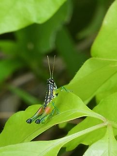 Liebermannacris dorsualis on foliage Ferdy, you beat me to it with this species. I had it prepared to upload a few weeks ago but I was too slow! : ) Geotagged,Liebermannacris dorsualis,Peru,Summer