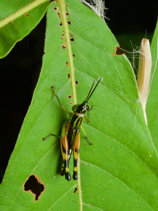 Stenopola boliviana, a spur-throat toothpick grasshopper Yeah, you heard me right, a spur-throat toothpick grasshopper. Geotagged,Peru,Stenopola boliviana,Summer