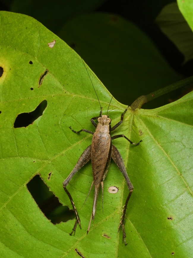 Eneoptera surinamensis on a rainforest leaf at night This may look like a typical cricket, but according to <a href="https://www.researchgate.net/publication/240767428_Seasonal_life_cycle_of_the_tropical_cricket_Eneoptera_surinamensis_Orthoptera_Gryllidae_Eneopterinae" rel="nofollow">https://www.researchgate.net/publication/240767428_Seasonal_life_cycle_of_the_tropical_cricket_Eneoptera_surinamensis_Orthoptera_Gryllidae_Eneopterinae</a>, &quot;It was verified that the studied species is univoltine and cyclic with regards to the dry and wet seasons, therefore being heterodynamic and surviving the dry season as adult.&quot; Does that sound like an ordinary cricket to you? Eneoptera surinamensis,Geotagged,Peru,Summer
