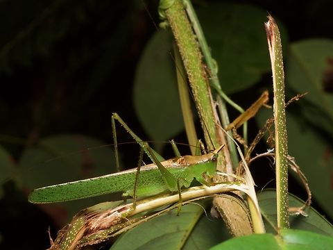 Melanophoxus brunneri