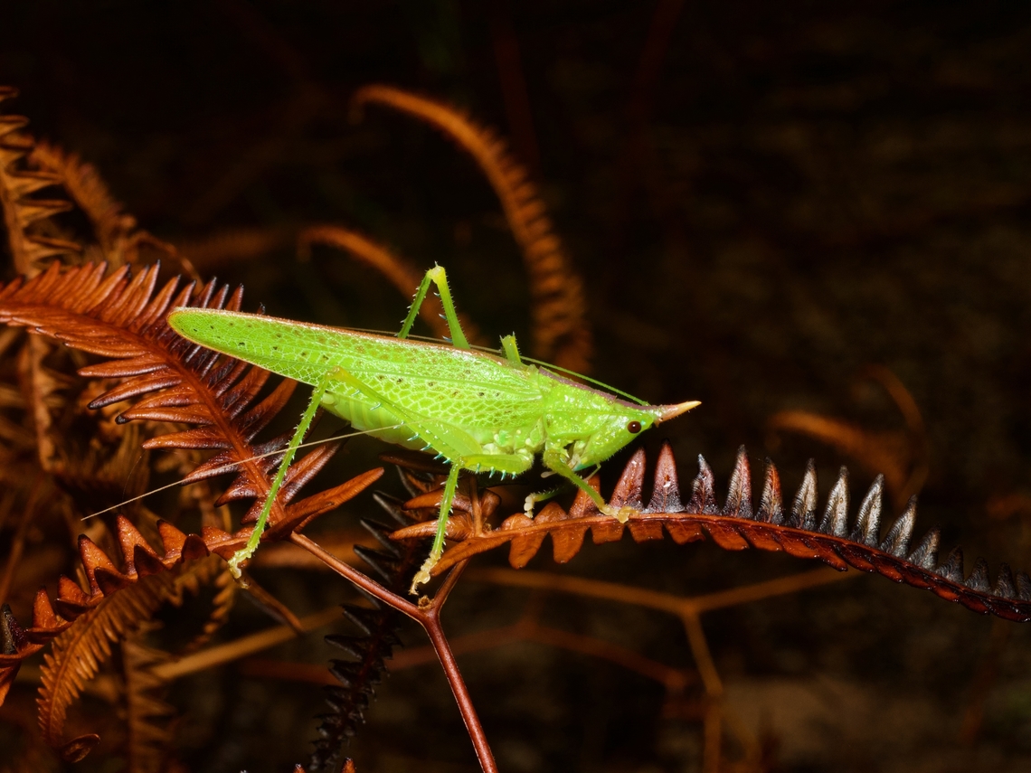 A cone-headed katydid, Copiphora gracilis, giving little thought to camouflage  Copiphora gracilis,Geotagged,Peru,Summer