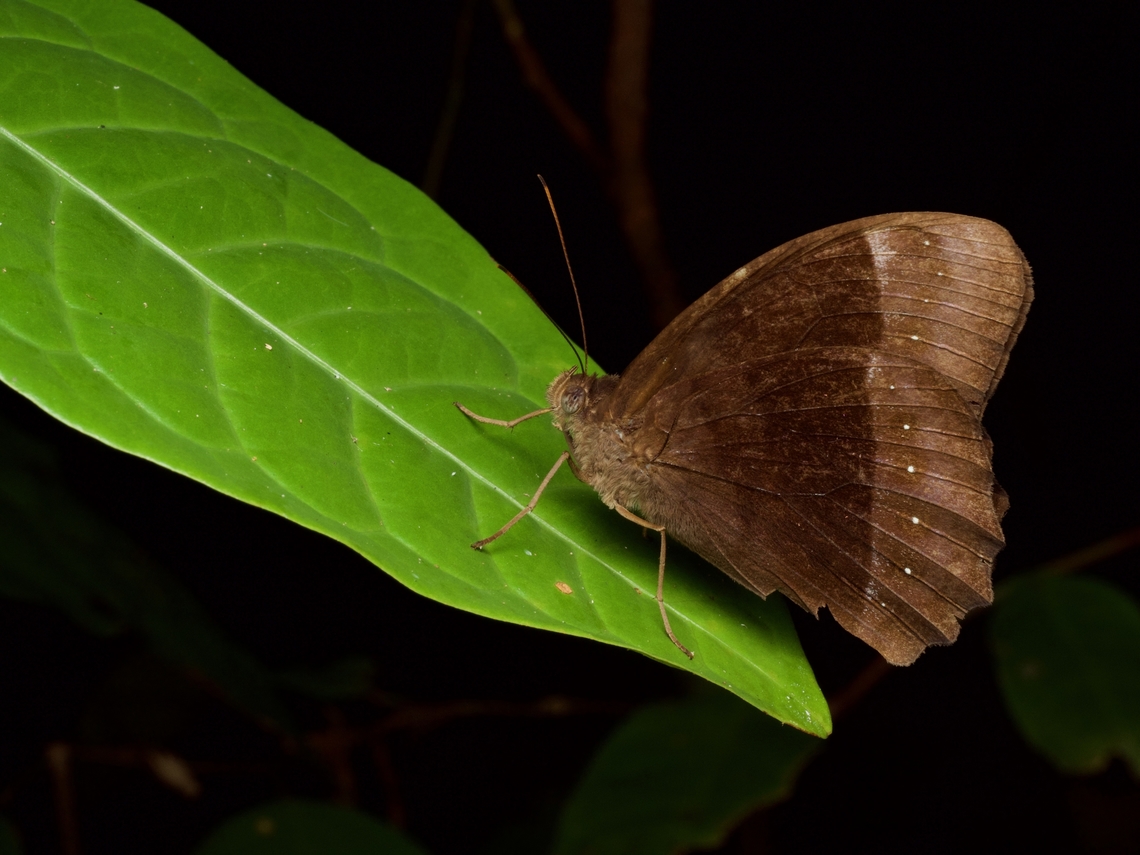 Taygetis xenana resting on a leaf at night  Geotagged,Peru,Summer,Taygetis xenana