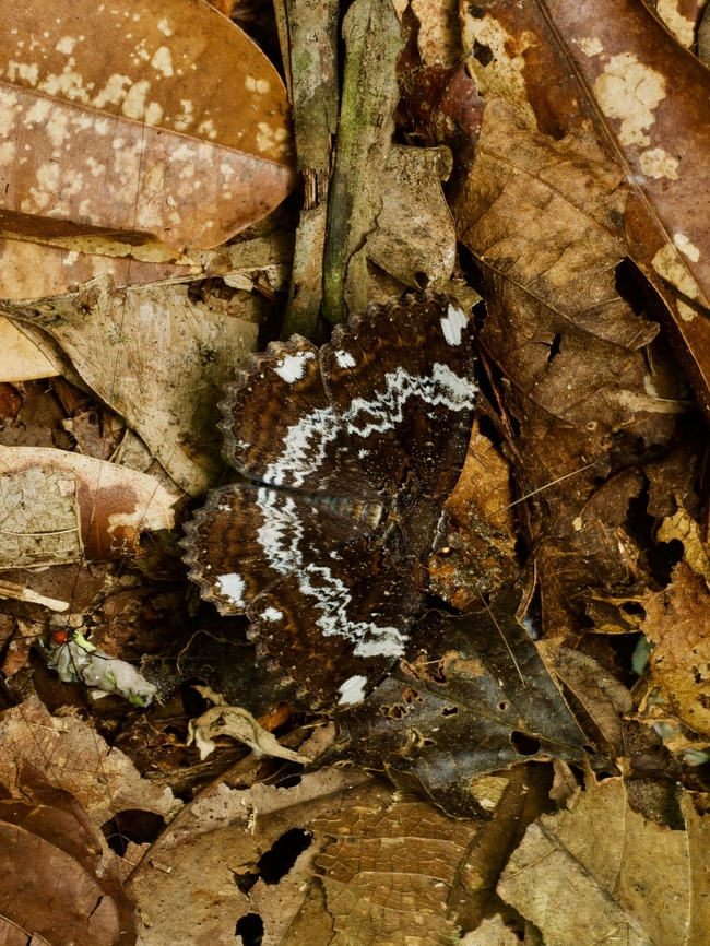 A Ramphia moth in the rainforest leaf litter  Geotagged,Peru,Ramphia,Ramphia albizona,Summer