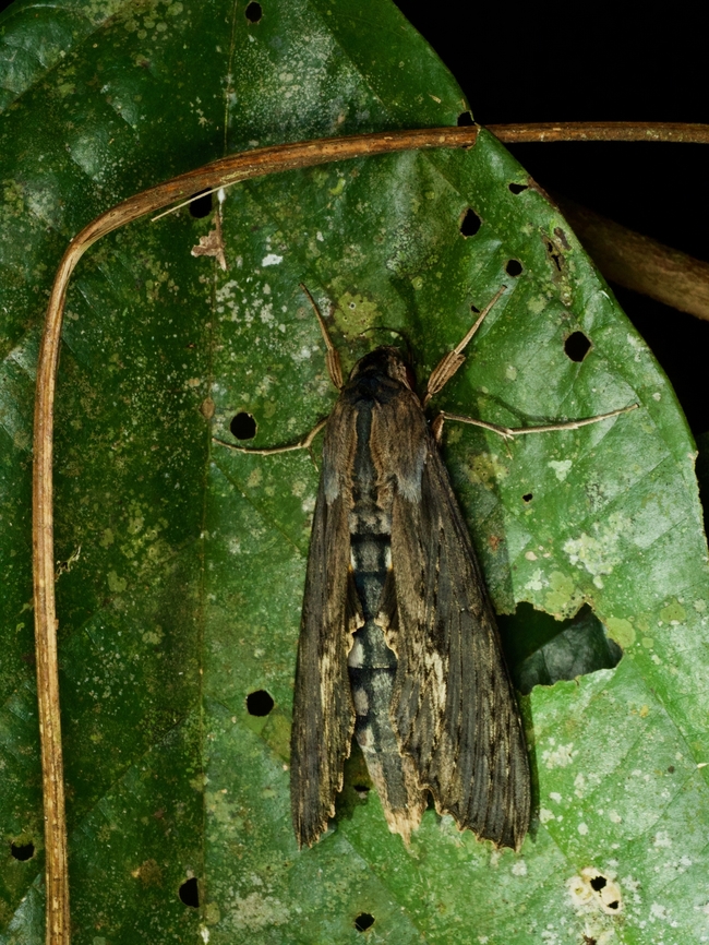 An Alope Sphinx (Errinyis alope) resting on a leaf at night  Alope sphinx,Erinnyis alope,Geotagged,Peru,Summer