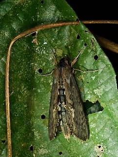 An Alope Sphinx (Errinyis alope) resting on a leaf at night  Alope sphinx,Erinnyis alope,Geotagged,Peru,Summer