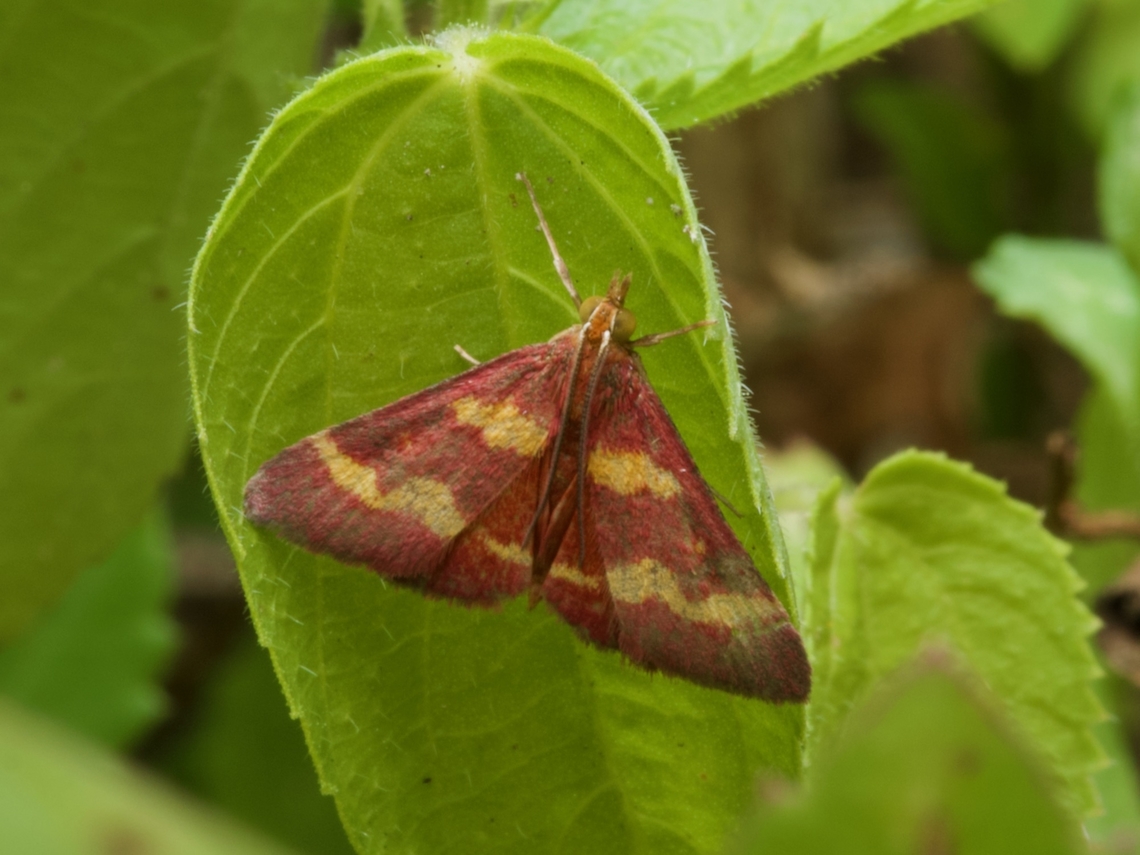 A Coffee-loving Pyrausta Moth (Pyrausta tyralis) Coffee-loving? Coffee-loving! Geotagged,Pyrausta tyralis,Pyrausta tyralis),United States,Winter