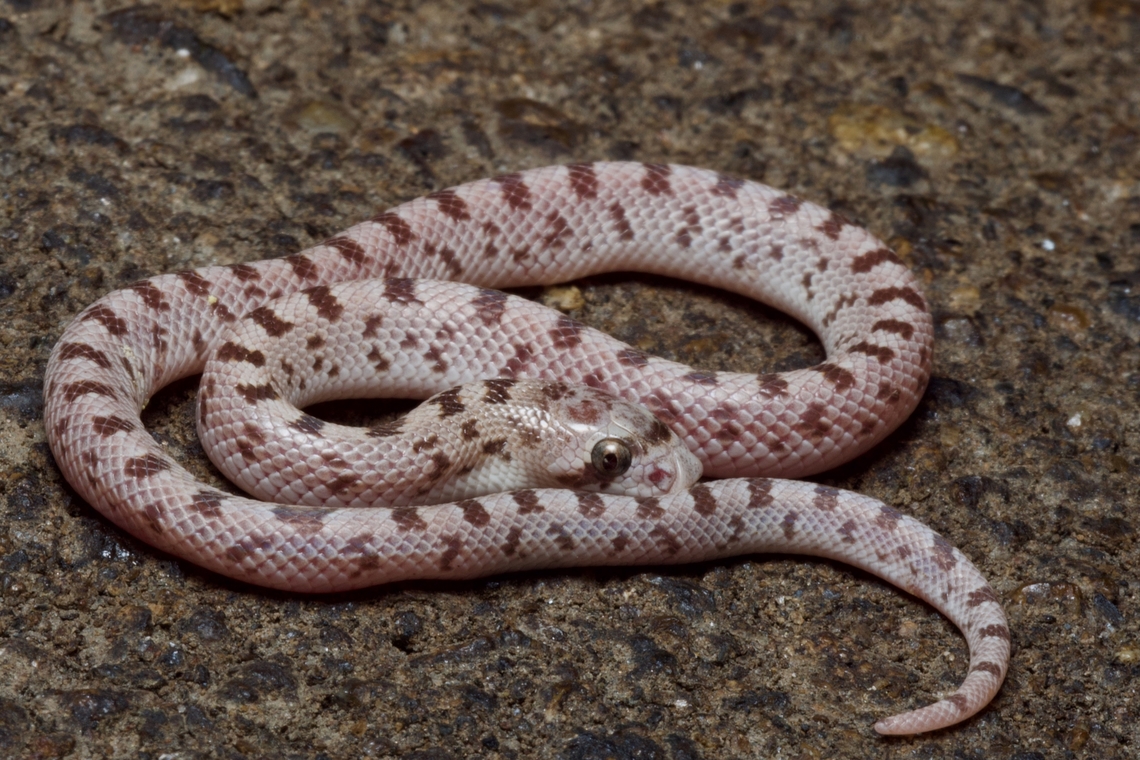 A cute li'l Spotted Leaf-nosed Snake (Phyllorhynchus decurtatus) These are small snakes anyway, but this one was a little baby, picking up some warmth from a road at night. Geotagged,Phyllorhynchus decurtatus,Spotted Leaf-nosed Snake,Spring,United States