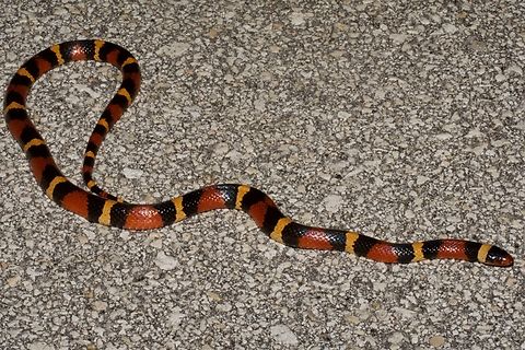 A Scarlet Kingsnake (Lampropeltis elapsoides) on a road at night One of the prettier snakes one sometimes encounters in Everglades National Park. Geotagged,Lampropeltis elapsoides,Scarlet kingsnake,United States,Winter