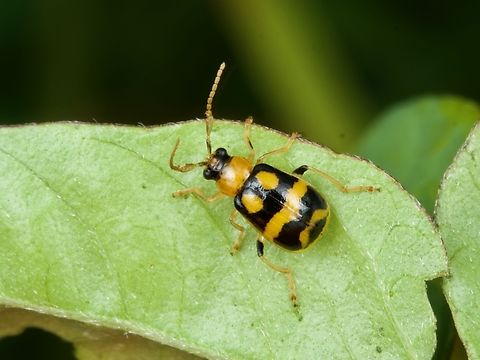 Ceratoma ruficornis on a leaf  Cerotoma ruficornis,Geotagged,Spring,United States