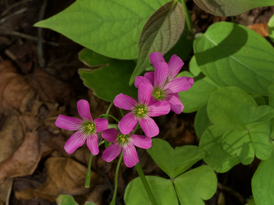 Largeflower Pink-Sorrel (Oxalis debilis) I believe this is my first-ever plant observation on jungledragon. Ferdy, you have ruined me! Geotagged,Oxalis debilis,United States,Winter,oxalis debilis