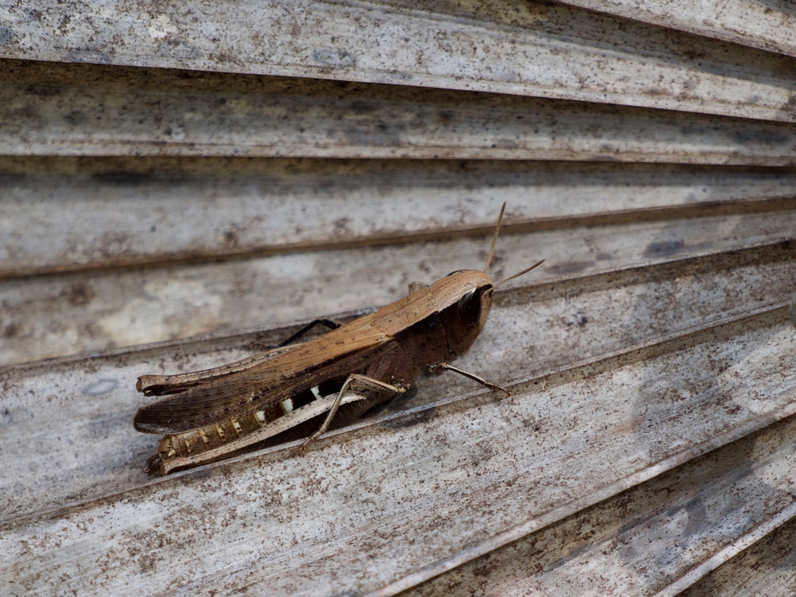 A Brown Winter Grasshopper (Amblytropidia mysteca) It's brown, and I found it in the winter. 'nuff said. Amblytropidia mysteca,Geotagged,United States,Winter
