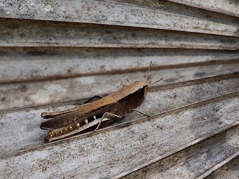 A Brown Winter Grasshopper (Amblytropidia mysteca) It's brown, and I found it in the winter. 'nuff said. Amblytropidia mysteca,Geotagged,United States,Winter