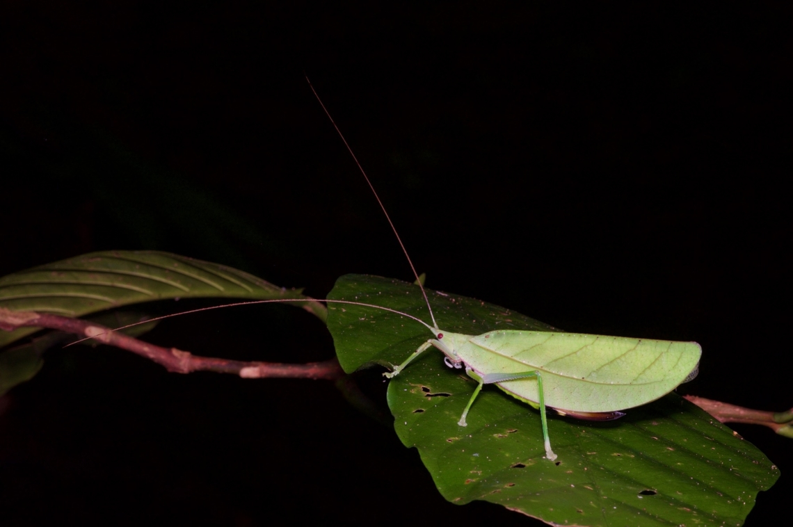 A leaf-mimicking katydid, Tympanophyllum arcufolium, from Sarawak, Borneo One of the more stylish live-leaf mimicking species (as opposed to the dead-leaf mimicking species). Geotagged,Malaysia,Tympanophyllum arcufolium,Winter