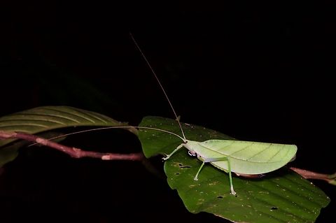 A leaf-mimicking katydid, Tympanophyllum arcufolium, from Sarawak, Borneo One of the more stylish live-leaf mimicking species (as opposed to the dead-leaf mimicking species). Geotagged,Malaysia,Tympanophyllum arcufolium,Winter