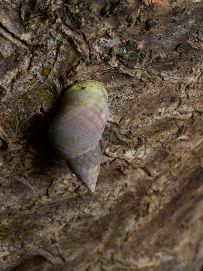 A Mangrove Periwinkle (Littoraria angulifera) from South Florida  Geotagged,Littoraria angulifera,United States,Winter
