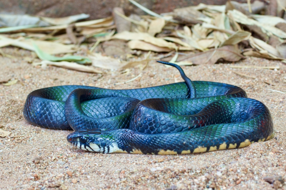 A young Texas Indigo Snake (Drymarchon melanurus erebennus) on sandy ground  Drymarchon melanurus,Geotagged,Mexico,Middle American indigo snake,Summer