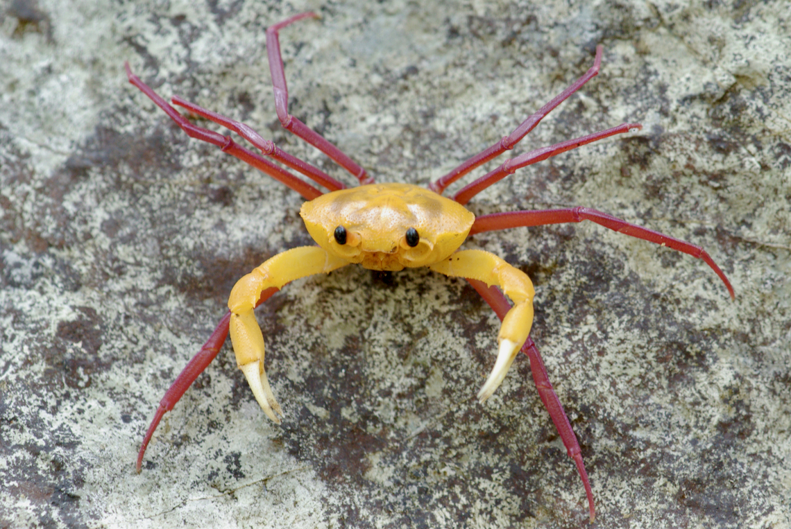 A Madagascan Land Crab (Madagapotamon humberti) posing on tsingy It sure looks like somebody glued parts of two different animals together. Fall,Geotagged,Madagapotamon humberti,Madagascan Land Crab,Madagascar