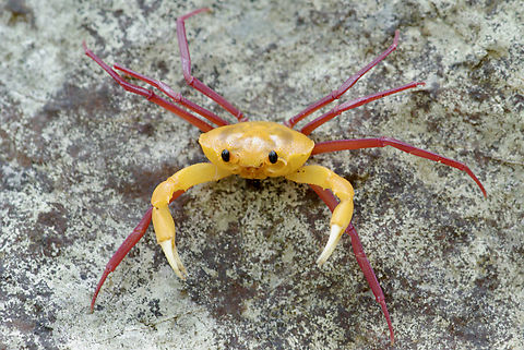 A Madagascan Land Crab (Madagapotamon humberti) posing on tsingy It sure looks like somebody glued parts of two different animals together. Fall,Geotagged,Madagapotamon humberti,Madagascan Land Crab,Madagascar