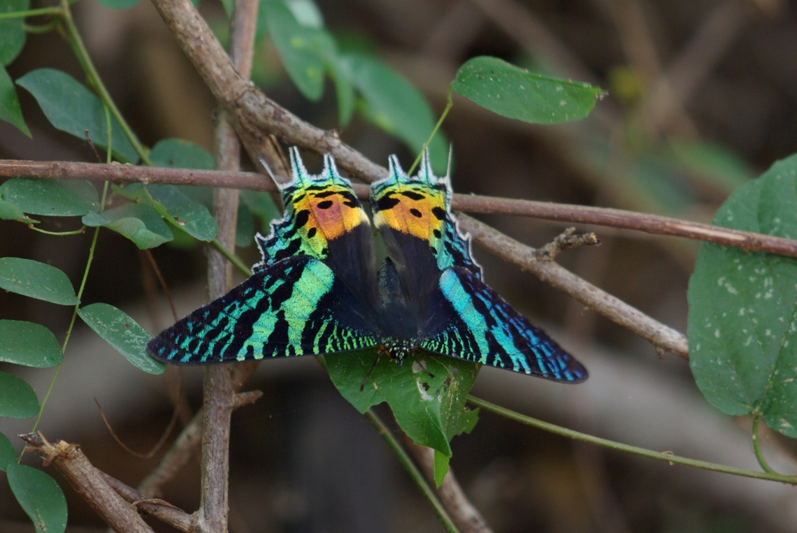 Madagascan Sunset Moth (Chrysiridia rhipheus) This is a day-flying moth that is easily mistakeable for a butterfly. Chrysiridia rhipheus,Fall,Geotagged,Madagascan sunset moth,Madagascar